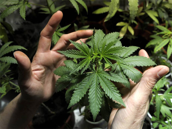 Cannabis_Plant_Hand.jpg
