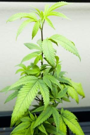 Cannabis_Plant_In_Dispensary.jpg