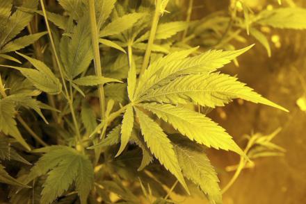 Cannabis_Plant_and_Leaf.jpg