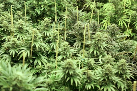 Cannabis_Plants10.jpg