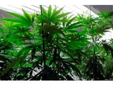 Cannabis_Plants11.jpg
