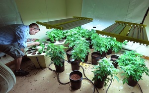 Cannabis_Plants17.jpg