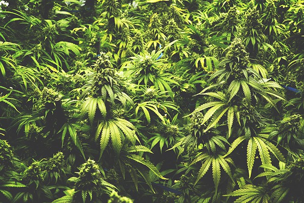 Cannabis_Plants23.jpg