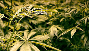 Cannabis_Plants3.jpg
