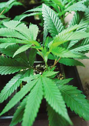 Cannabis_Plants5.jpg
