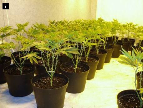Cannabis_Plants6.jpg