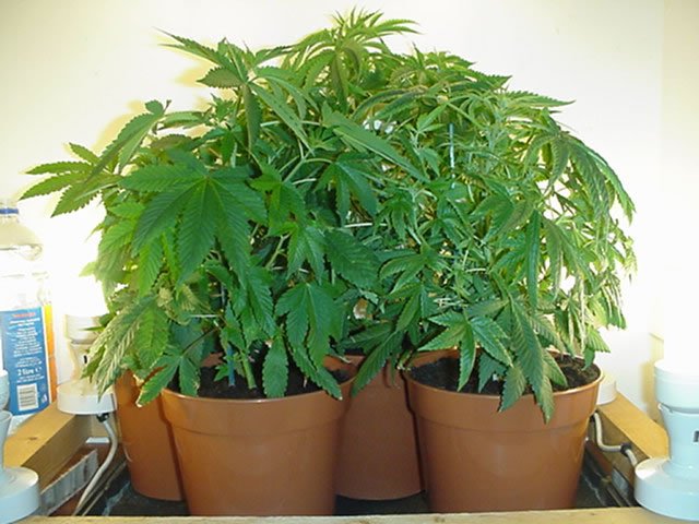 Cannabis_Plants9.jpg