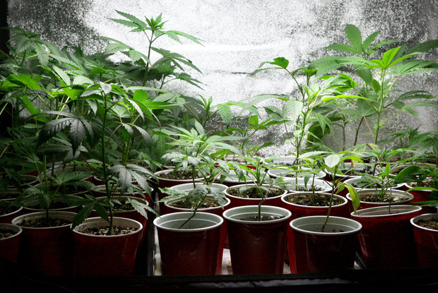 Cannabis_Plants_In_Cups.JPG