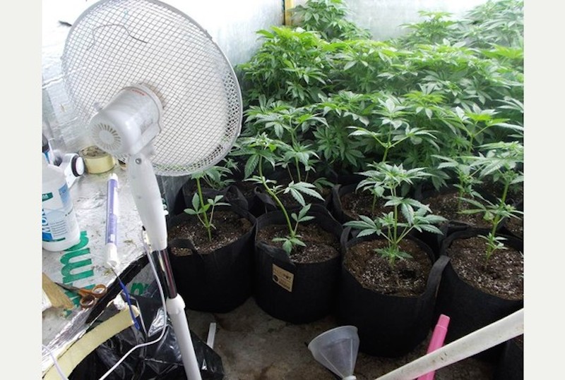 Cannabis_Plants_Indoor_Grow.jpg