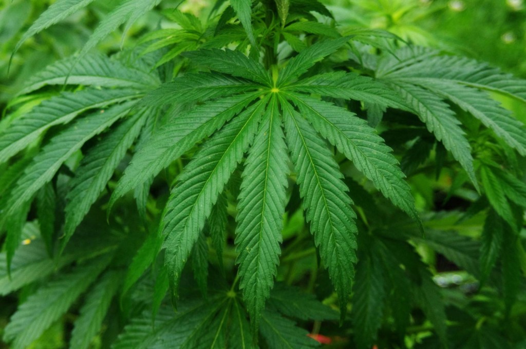 Cannabis_Sativa_Plant_-_Lode_Van_de_Velde.jpg