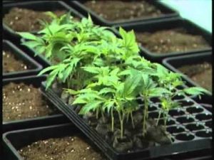 Cannabis_Seedlings.jpg