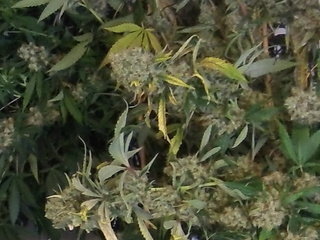 Cannabis_Tops.jpg