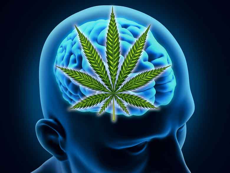 Cannabis_and_the_brain.jpg