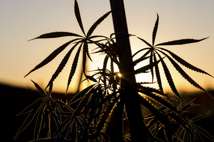 Cannabis_at_dusk.jpg