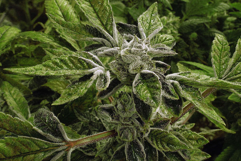 Cannabis_bloom.jpg