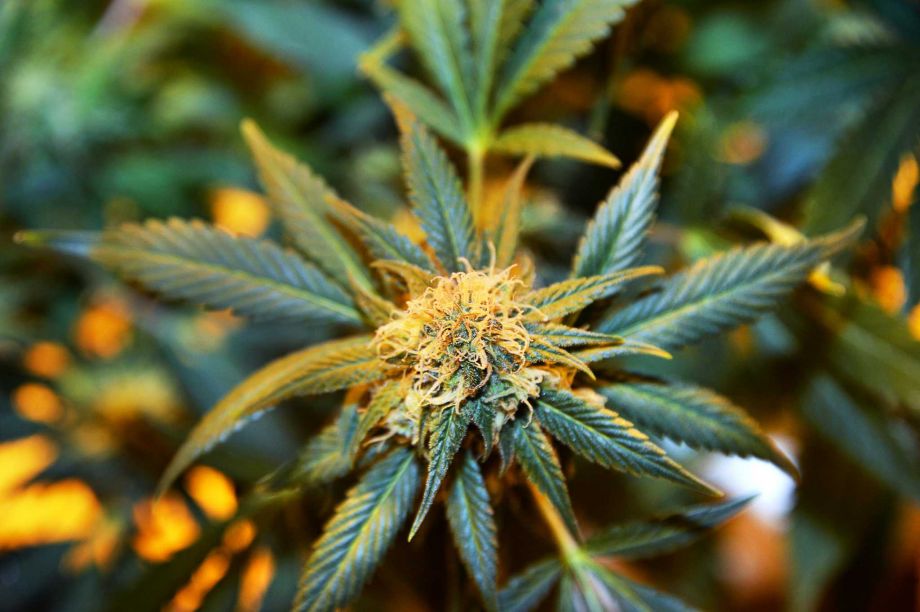 Cannabis_flower13.jpg