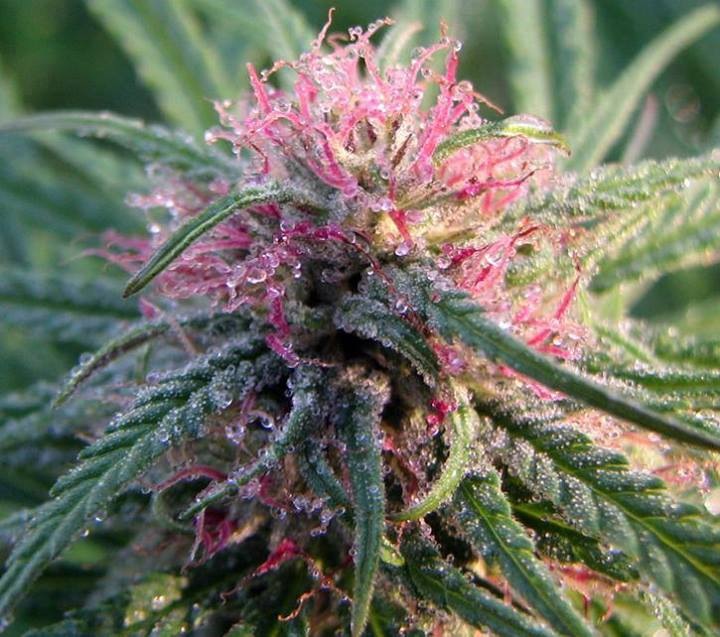 цветущая марихуана