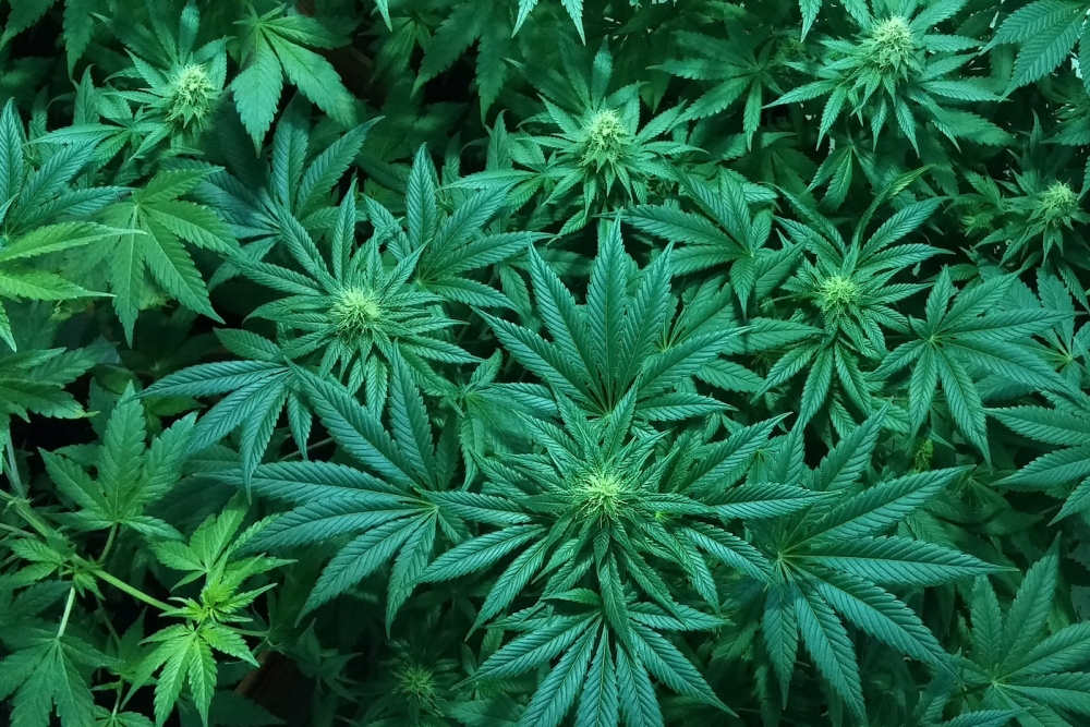 Cannabis_flowers4.jpg