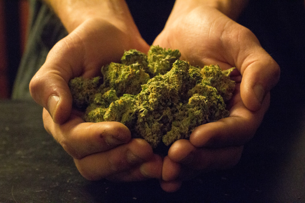 Cannabis_in_Hands.jpg