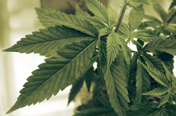 Cannabis_leaf33.jpg