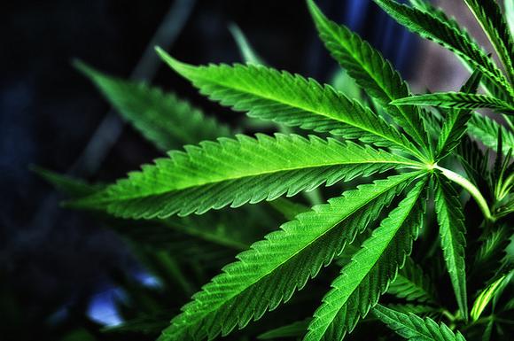 Cannabis_leaf36.jpg