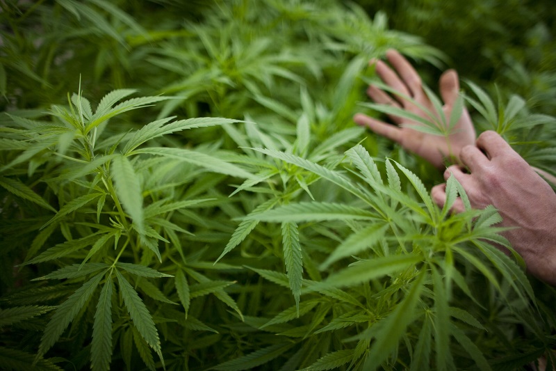 Cannabis_leaves3.jpg