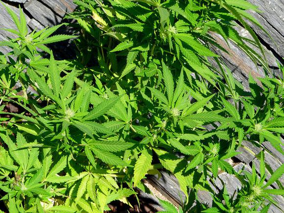 Cannabis_plant28.jpg