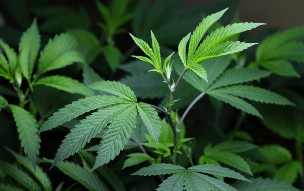 Cannabis_plant30.jpg