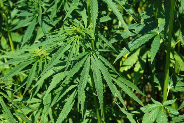 Cannabis_plant33.jpg