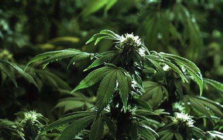 Cannabis_plant_2.jpg