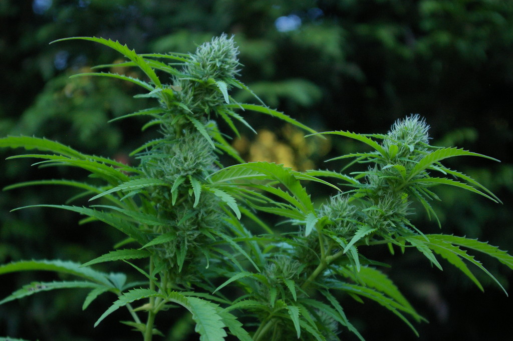 Cannabis_plant_flowering.jpg