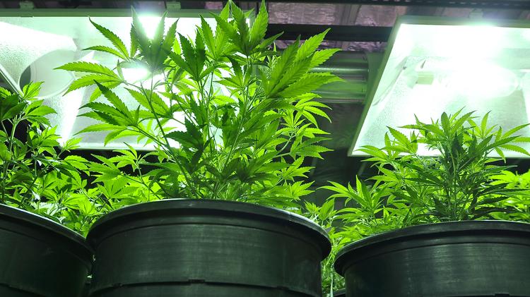 Cannabis_plants20.jpg