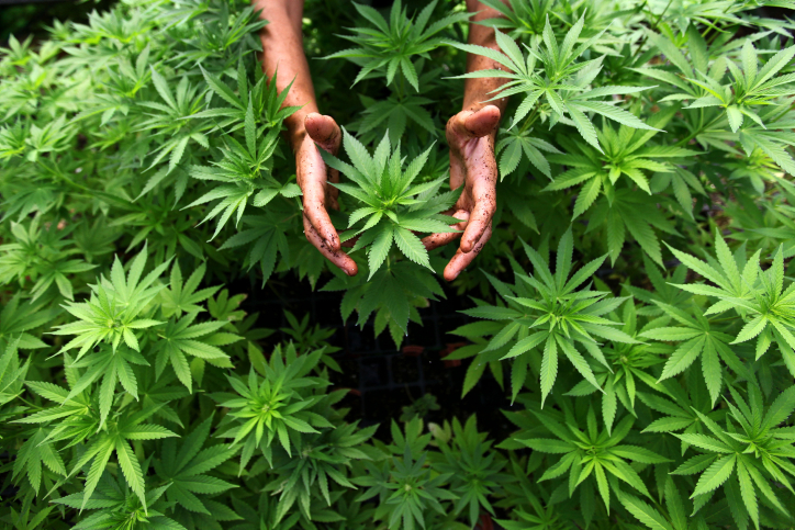 Cannabis_plants21.jpg