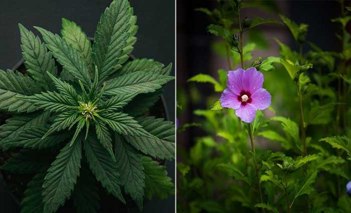 Cannabis_vs_Hibiscus_-_iStock.jpg