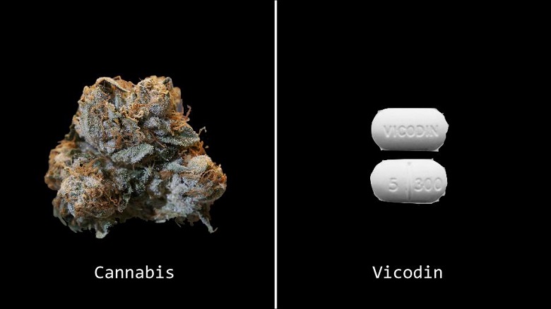 Cannabis_vs_Vicodin.jpg
