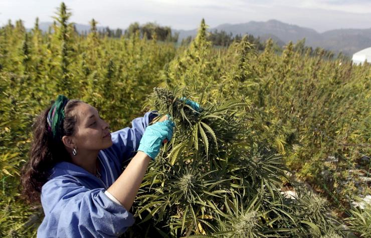 Chile_cannabis-farming.jpg