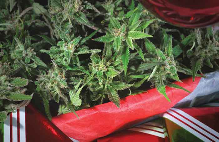 Christmas_Cannabis_-_Getty_Images.jpg