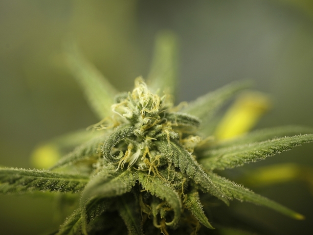 Close-up_Cannabis_Flower.jpg