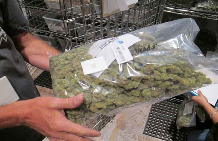 Commercial_Cannabis_-_Sentinel_File_Photo.jpg