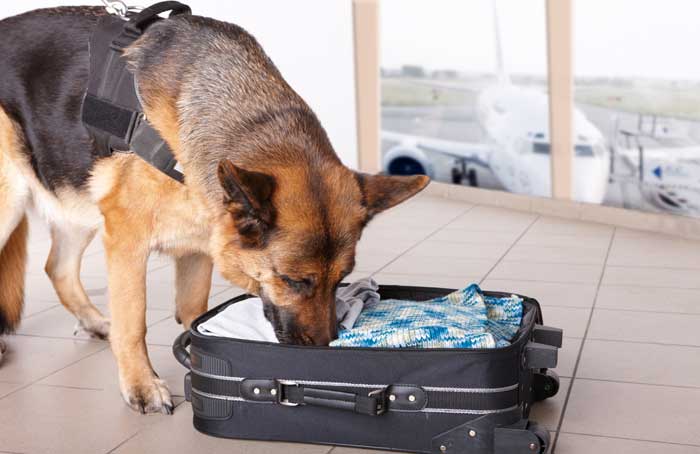 Dog_Airport_Security_-_Shutterstock.jpg