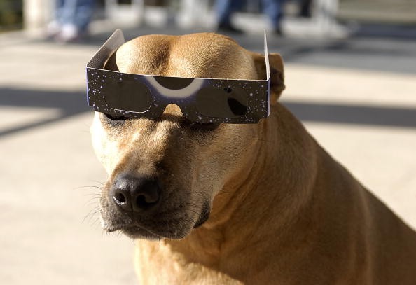 Dog_Eclipse_-_GETTY_IMAGES.jpg