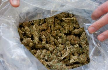 Dried_Cannabis.jpg