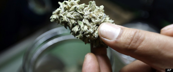 Dried_Cannabis2.jpg