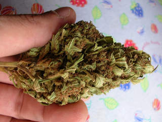 Dried_Cannabis3.JPG