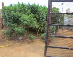 Fenced_Cannabis_Plant.jpg