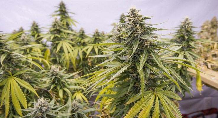 Flowering-Cannabis.jpg