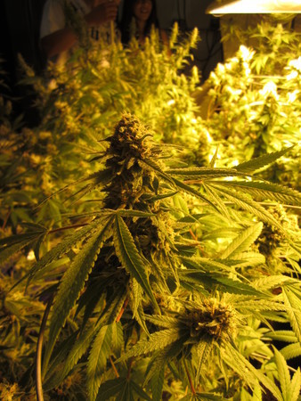 Flowering_Cannabis.jpg