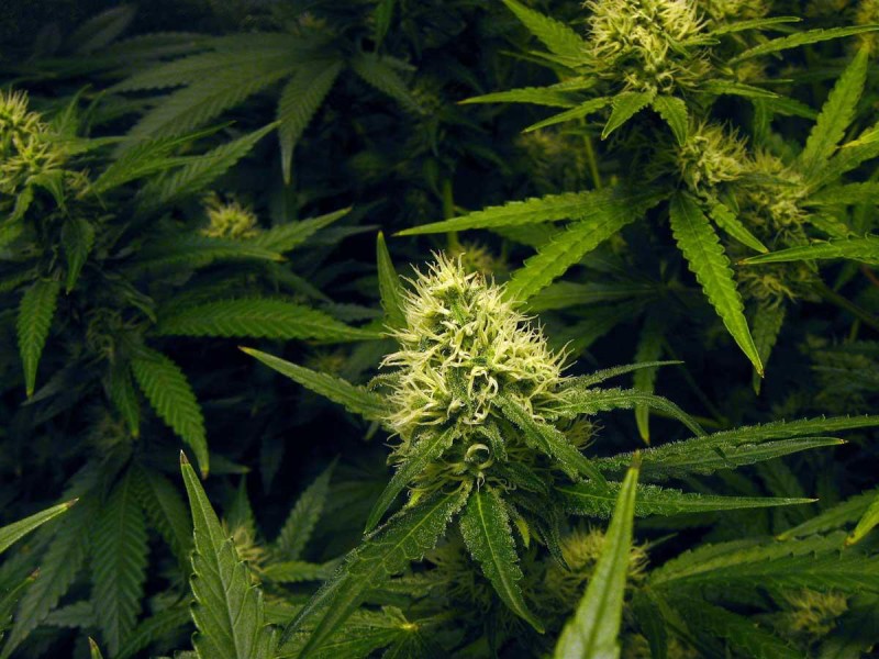 Flowering_Cannabis19.jpg