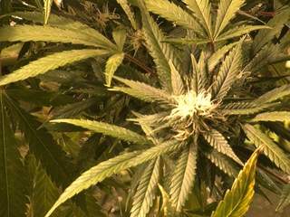 Flowering_Cannabis4.JPG