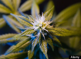Flowering_Cannabis5.jpg